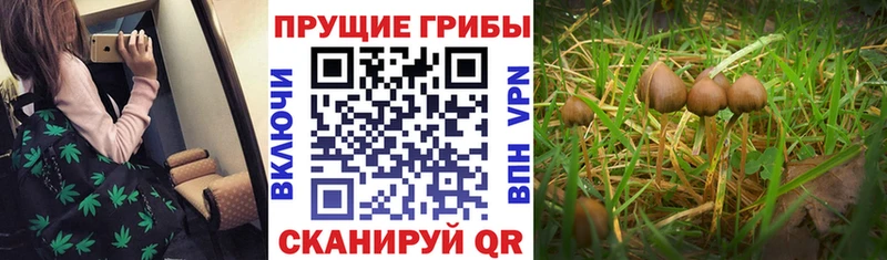 omg маркетплейс Выборг Псилоцибиновые грибы Psilocybe купить наркотики цена